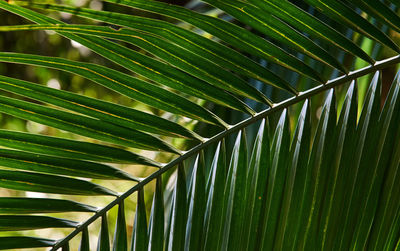 Close-up of palm tree leaves