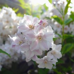 Close-up of white flowers