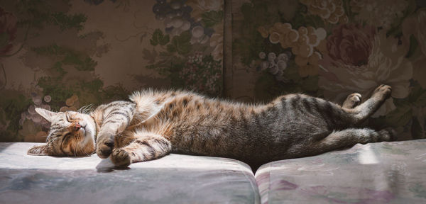 Cat sleeping on sofa