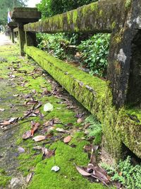 Plants growing in garden