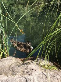 View of bird on lakeshore