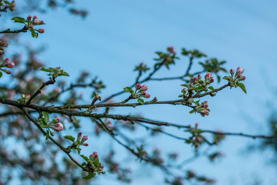 Low angle view of cherry blossoms against sky