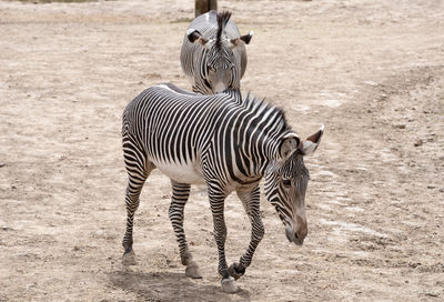 Zebras on a field