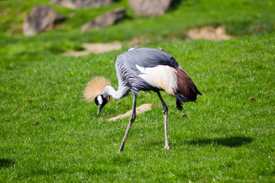 Bird on field