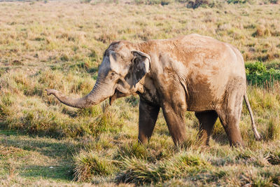 Elephant calf standing on field