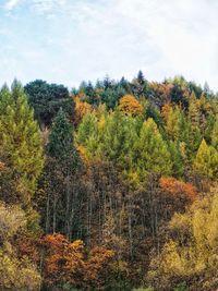 Trees in forest during autumn against sky