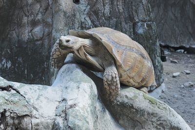 Close-up of tortoise on rock in zoo