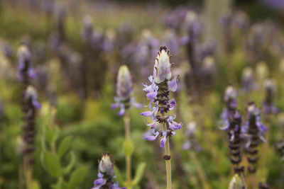 Close-up of purple flowering plant on field
