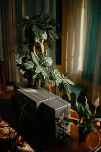 Potted plants on table at home