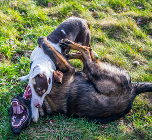 Dogs playing on grassy field