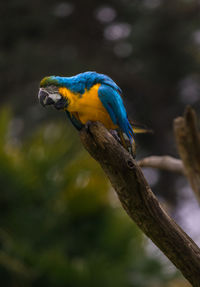 Close-up of parrot perching on branch