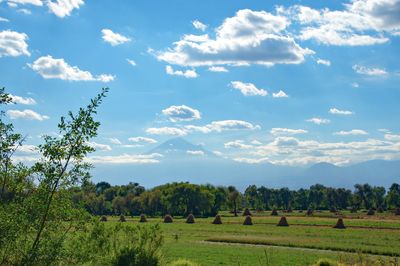 Scenic view of field against sky