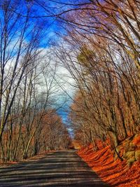 Footpath amidst bare trees in forest