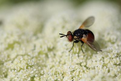 Close-up of insect on flower