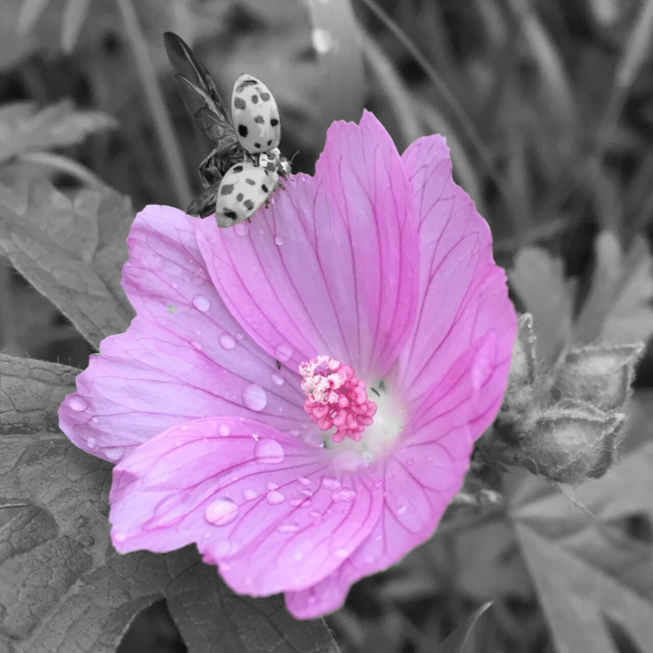 flower, petal, one animal, animal themes, fragility, flower head, freshness, insect, animals in the wild, wildlife, pink color, close-up, beauty in nature, focus on foreground, single flower, pollination, pollen, nature, blooming, growth