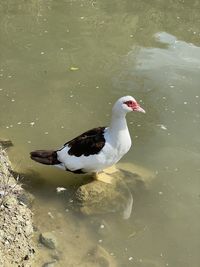 High angle view of duck swimming in lake