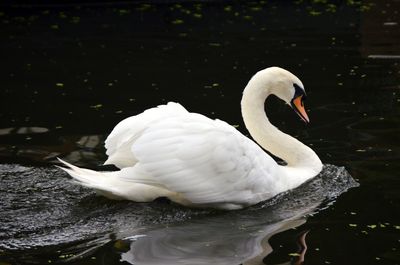 Swan floating on lake