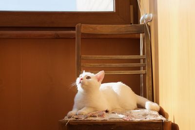 Portrait of cat sitting on sofa