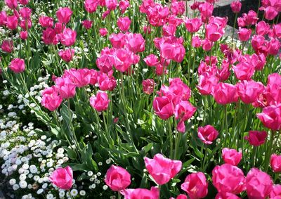 Full frame of pink flowers