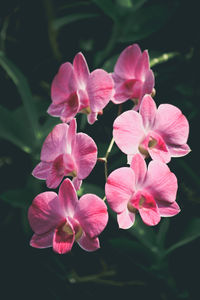 Close-up of pink flowering plant