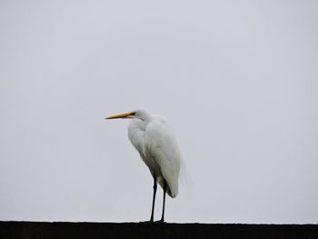 Low angle view of great egret against clear sky