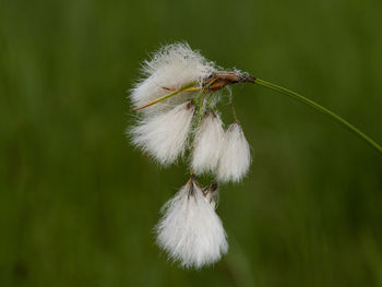 Close-up of white dandelion flower