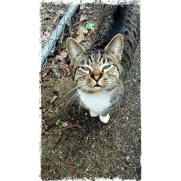 animal themes, domestic cat, one animal, cat, pets, domestic animals, feline, mammal, high angle view, whisker, looking at camera, portrait, auto post production filter, transfer print, no people, close-up, zoology, wildlife, relaxation, lying down