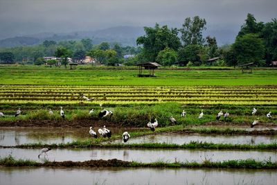 A view of asian openbill in agricultural field