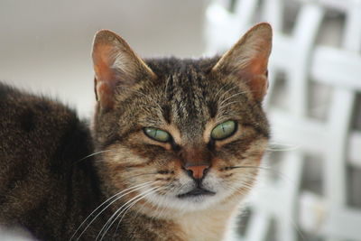 Close-up portrait of a cat