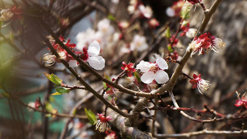 Close-up of pink flowers blooming on tree