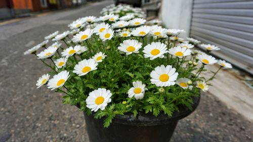 Close-up of white daisy flowers