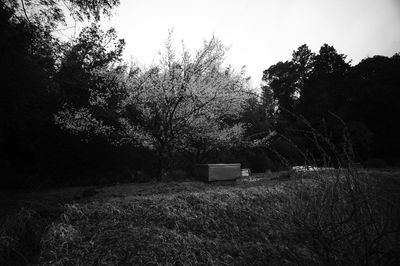 Trees on field against sky