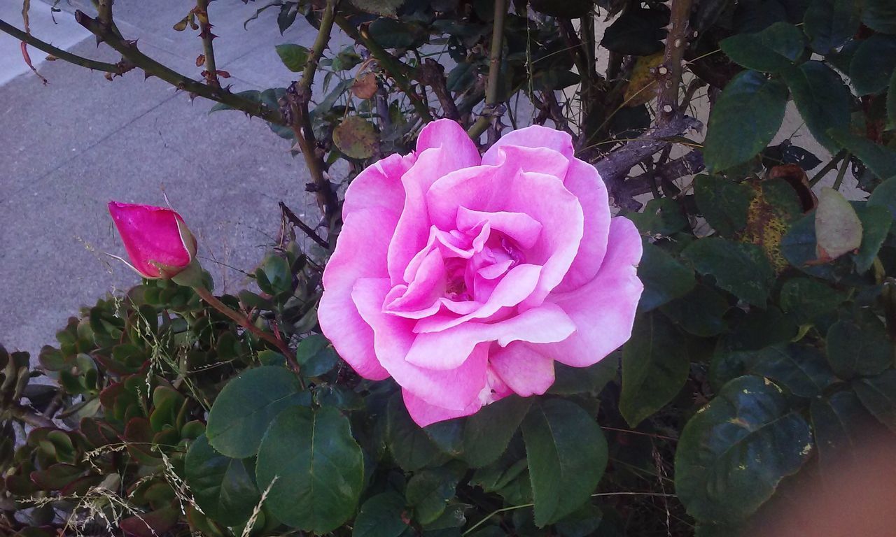 HIGH ANGLE VIEW OF PINK ROSE IN PLANT