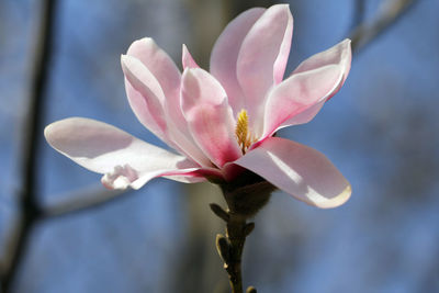 Beautiful pink magnolias blooming in the park in spring