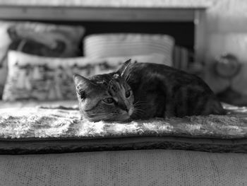 Portrait of cat resting at home