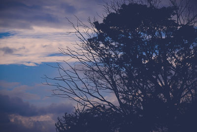 Low angle view of silhouette tree against dramatic sky