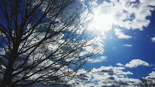 Low angle view of tree against sky