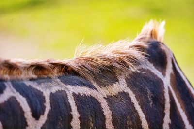 Close-up of a horse