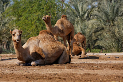 Camels on relaxing on field