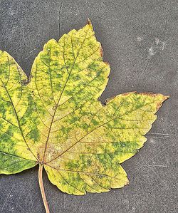 Close-up of leaves on road