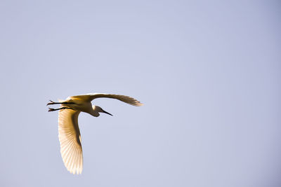 Low angle view of seagull flying against clear sky