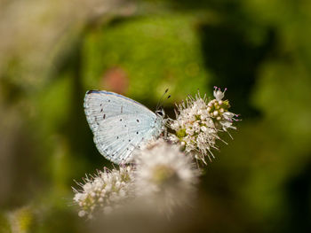 Close-up of butterfly pollinating on flower