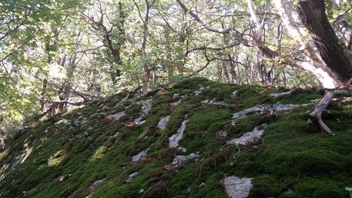 Trees growing in forest