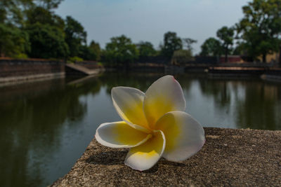 Close-up of water lily in lake