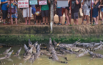 View of birds in lake