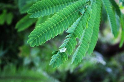 Close-up of fern leaf