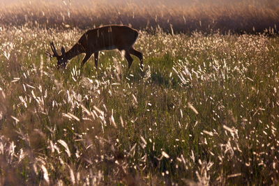 Animal on grassy field