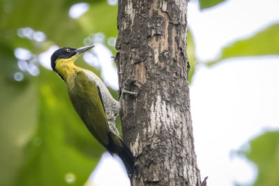 Low angle view of bird perching on tree