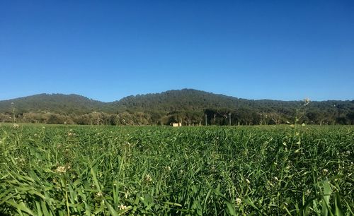 Scenic view of grassy field against clear blue sky