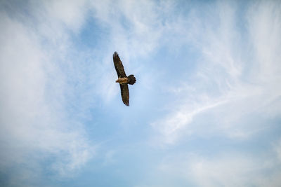 Low angle view of eagle flying in sky